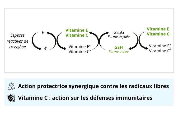 Recyclage vitamine C et GSH